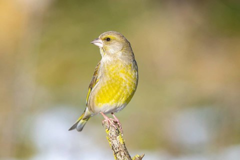 Greenfinch (Carduelis chöloris) Germany