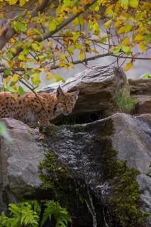 A Eurasian lynx (Lynx lynx) drinks water above a small waterfall
