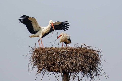 White Stork (Ciconia ciconia) pair in nest, North Rhine-Westphalia, Germany