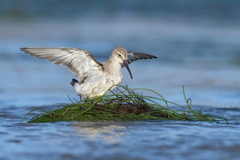 Curlew Sandpiper (Calidris ferruginea), California, USA