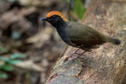 Rufous-capped Antthrush (Formicarius colma) perched on a branch in the Atlantic rainforest of