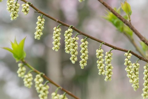 Pearl tail (Stachyurus praecox var. leucotrichus), Otto Eisenhut nursery, Switzerland