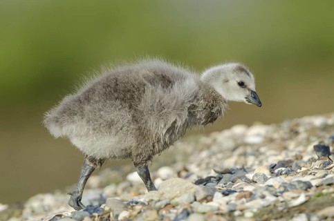 Barnacle Goose (Branta leucopsis) juvenile, Schleswig-Holstein, Germany