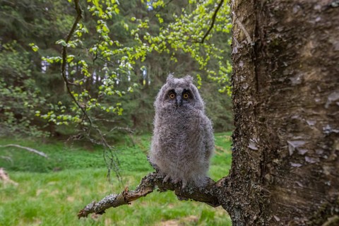 One young long-eared owl (Asio otus), sitting on a branch of a tree. Green vegetation in the