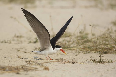 African Skimmer (Rynchops flavirostris), Chobe, Botswana