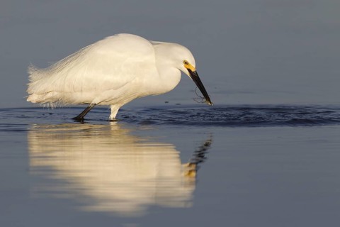 Snowy Egret (Egretta thula), Florida, USA