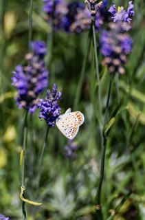 A delicate butterfly rests on vibrant lavender blossoms in a green meadow, its wings adorned with