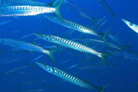 European barracuda (Sphyraena sphyraena)