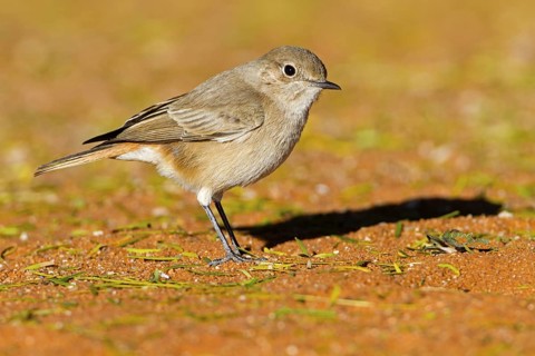 Familiar Chat (Oenanthe familiaris), Hardap, Namibia