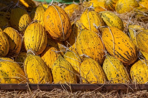 Sugar melons for sale at a Turkish market, Özdere, Izmir province, Aegean region, Turkey