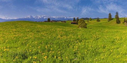 Common dandelion (Taraxacum sect. Ruderalia) in spring, meadow near Rieden am Forggensee,