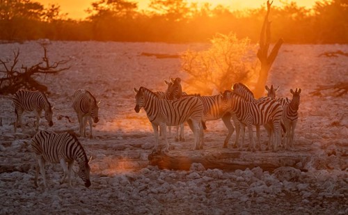 Plains zebra (Equus quagga), group against the light at sunset, atmospheric sunset, Okaukuejo