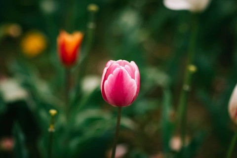 Close-up of a pink tulip foreground with blurred orange and white tulips behind, showcasing early