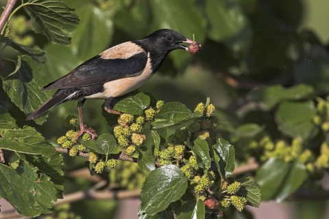 Rosy Starling (Pastor roseus), Lesvos, Greece