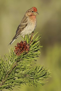 Cassin's Finch (Haemorhous cassinii) male, Oregon, USA