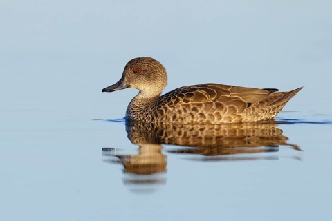 Grey Teal (Anas gracilis), Victoria, Australia