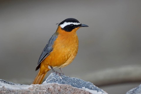 White-browed Robin-Chat (Cossypha heuglini), Maun, Botswana