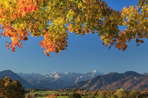 Autumn coloured leaves on a tree, mountain landscape behind, near Riegsee, behind Zugspitze and