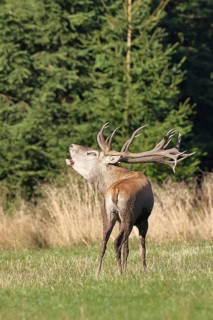 Red deer (Cervus elaphus) during the rutting season, a large stag roaring in a forest clearing,