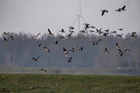 Bislicher Insel, nature reserve on the Rhine, Altrheinarm, near Xanten, Lower Rhine, Wesel