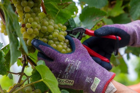 Hand-picking of Chardonnay grapes in the Palatinate