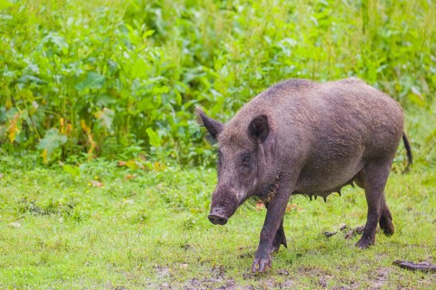 A female wild boar or wild pig (Sus scrofa), stands in tall fresh green grass