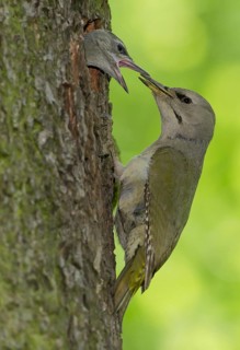 Grey-headed Woodpecker (Picus canus) juvenile, Saxony, Germany