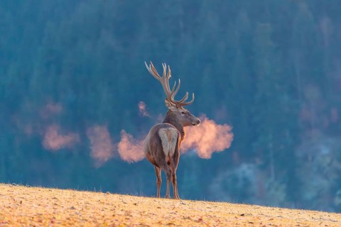A red deer stag (Cervus elaphus) stands in the first light of day on a meadow covered in hoar frost