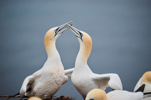 Northern gannet (Morus bassanus) couple greeting each other with their beaks, wildlife, Helgoland,