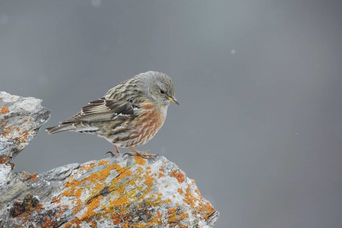 Alpine Accentor (Prunella collaris) perched on a rock, Valais, Switzerland