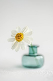 A delicate white chamomile daisy flower with a vibrant yellow center is elegantly placed in a small