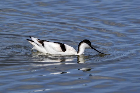 Pied avocet (Recurvirostra avosetta) feeding, foraging in shallow water of pond