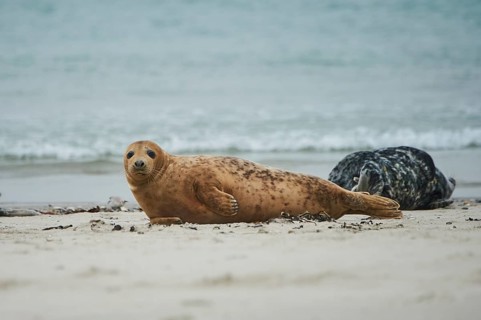 Grey seal (Halichoerus grypus) lying on the beach, Düne, Helgoland, Schleswig-Holstein, Germany