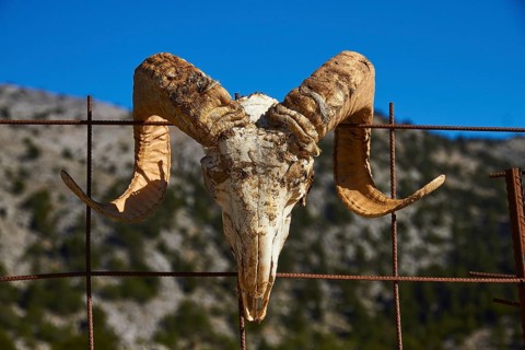 Niatos Plateau, skull of an animal with large horns hanging on a wire fence in front of a blue sky,