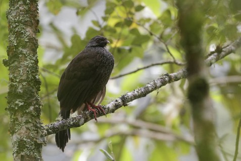 Andean Guan (Penelope montagnii), Napo, Ecuador