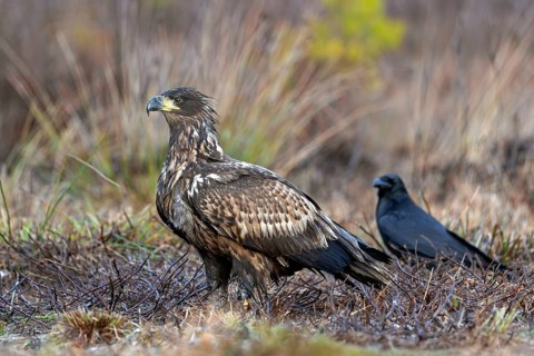 White-tailed eagle, Eurasian sea eagle, erne (Haliaeetus albicilla) juvenile in moorland, heathland