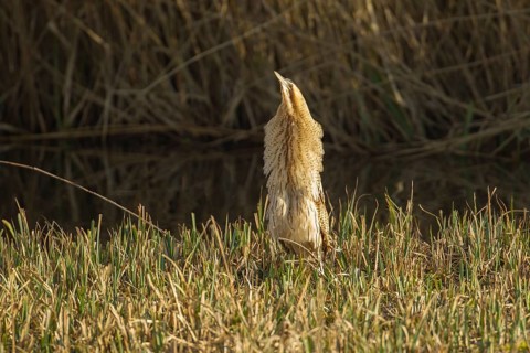 Great or Eurasian bittern (Botaurus stellaris) adult bird displaying in a reedbed, RSPB Minsmere