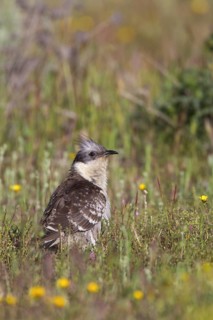 Great Spotted Cuckoo (Clamator glandarius) eating insect, Castile-La Mancha, Spain