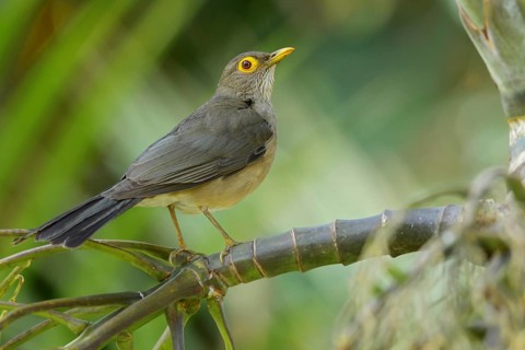 Bare-eyed Thrush (Turdus nudigenis nudigenis) perched on a branch on the Caribbean Island of