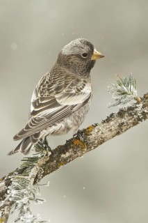 Black Rosy Finch (Leucosticte atrata), New Mexico, USA