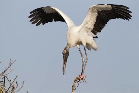 Wood Stork (Mycteria americana) flying, Florida, USA