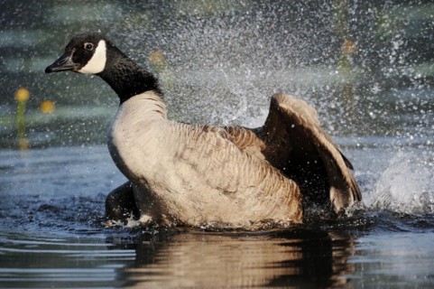 Canada goose (Branta canadensis) bathing, North Rhine-Westphalia, Germany