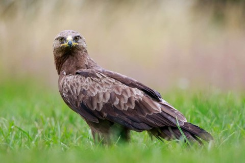 Lesser Spotted Eagle (Clanga pomarina) on grassland, Poland