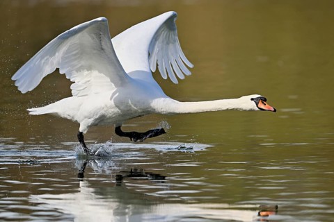 Mute swan (Cygnus olor), taking off from the water, Flachsee, Switzerland