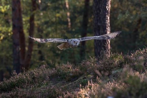 One Siberian Eagle Owl (Bubo bubo sibiricus) flying thru a forest