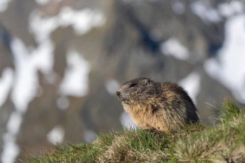One Alpine Marmot, Marmota marmota, resting on green grass, snowy mountains in the distant