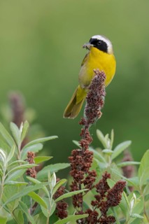 Common Yellowthroat (Geothlypis trichas) perched on a branch in Victoria, BC, Canada