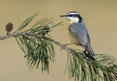 Red-breasted Nuthatch (Sitta canadensis), Delaware, USA