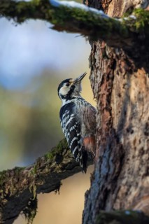 White-Backed Woodpecker (Dendrocopos leucotos leucotos) female climbing tree, Gorski Kotar, Croatia