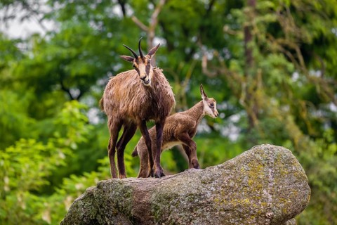 An adult female chamois (Rupicapra rupicapra) and her baby stand on a rock, A green forest is in
